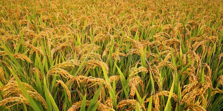 सोलुखुम्बुमा यसवर्ष ह्वात्तै घट्यो धान उत्पादन, कहाँ कति भयो उत्पादन ? 