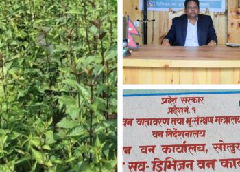 तीन आर्थिक बर्षमा सोलुखुम्बुबाट ३४ हजार बढी चिराइतो निकासी