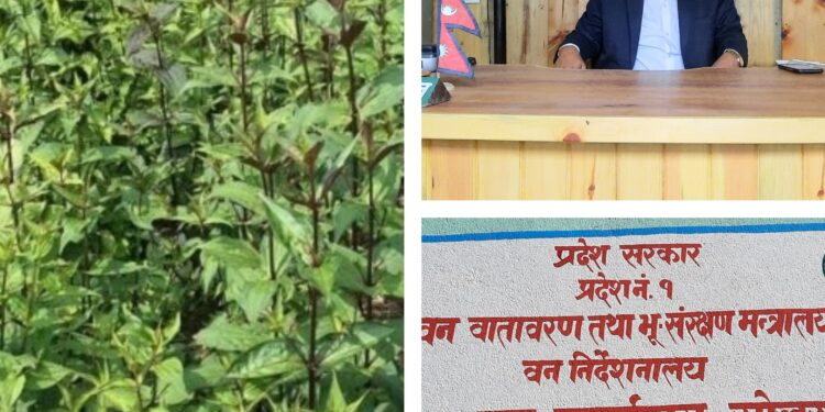 तीन आर्थिक बर्षमा सोलुखुम्बुबाट ३४ हजार बढी चिराइतो निकासी