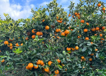 रामेछापमा बगैँचाबाटै यस वर्ष २२ करोड बढीको बिक्री हुने अनुमान