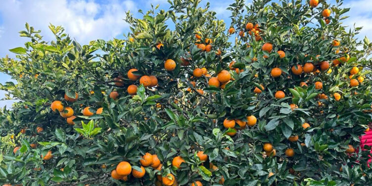 रामेछापमा बगैँचाबाटै यस वर्ष २२ करोड बढीको बिक्री हुने अनुमान