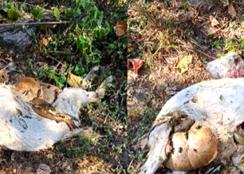 सोलुखुम्बुमा चरणमै चितुवाले बाख्रा मार्न थालेपछि गाउँभरि त्रास