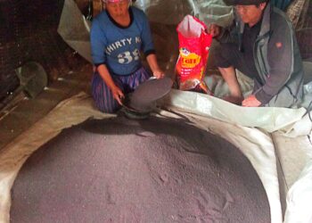 तोरी फलाउने केपिलासगढीका ५३५ किसानलाई अनुदान