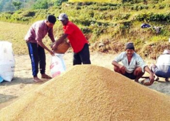 खोटाङमा यस वर्ष धान उत्पादनमा वृद्वि