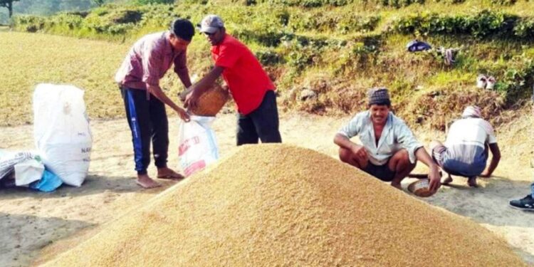 खोटाङमा यस वर्ष धान उत्पादनमा वृद्वि
