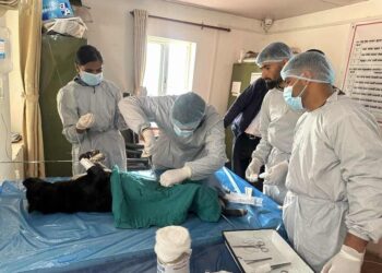 चिशंखुगढी गाउँपालिकामा कुकुर स्थायी बन्ध्याकरण शिविर सुरु