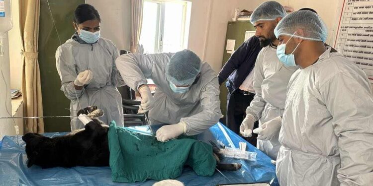 चिशंखुगढी गाउँपालिकामा कुकुर स्थायी बन्ध्याकरण शिविर सुरु