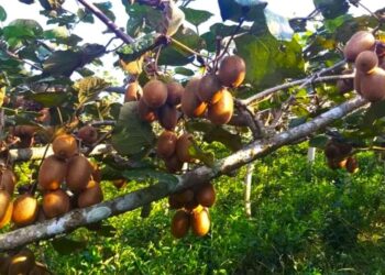 सोलुखुम्बुमा यस बर्ष किवी उत्पादन बढ्यो, किवीमा हौसिँदै किसान