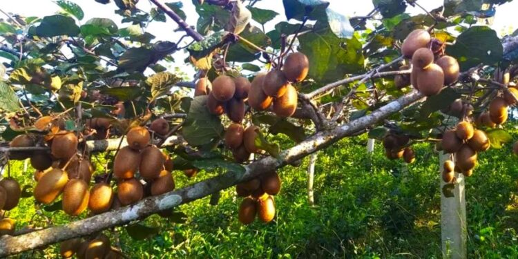 सोलुखुम्बुमा यस बर्ष किवी उत्पादन बढ्यो, किवीमा हौसिँदै किसान