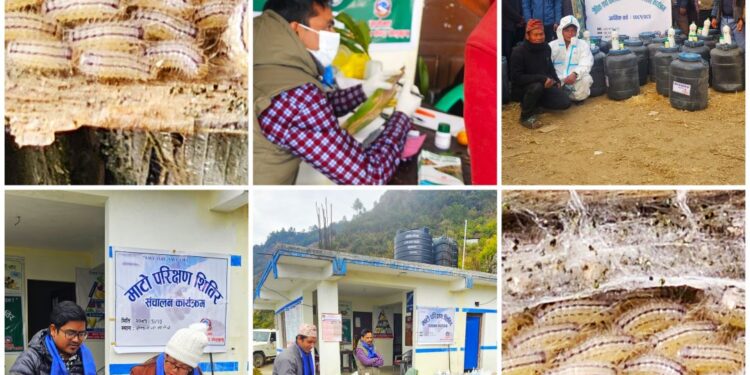 सोताङ – २ मा माटो परिक्षण तथा बाली उपचार शिविर