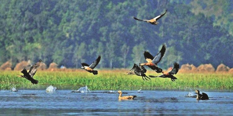 विश्व सिमसार दिवस :  सीमसार क्षेत्र जोगाउन चुनौती