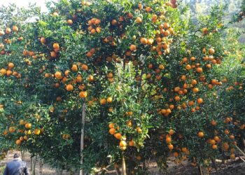 सोलुको एउटै वडामा करिब २ करोडको सुन्तला उत्पादन