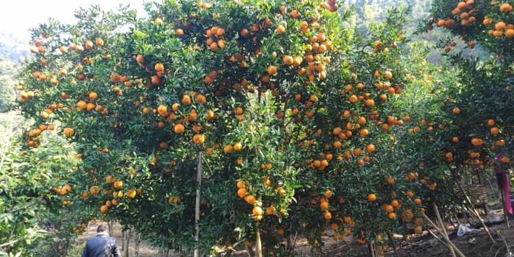 सोलुको एउटै वडामा करिब २ करोडको सुन्तला उत्पादन