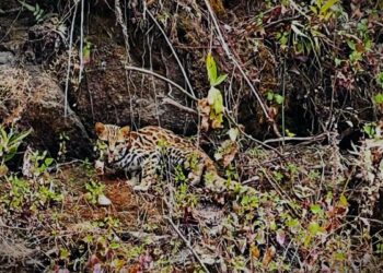 सोलुमा दुर्लभ जनावर देखियो