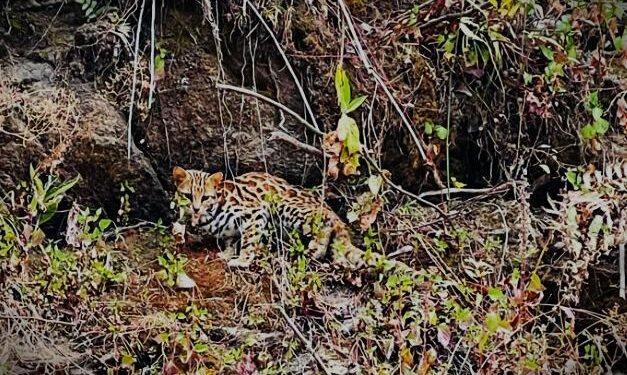 सोलुमा दुर्लभ जनावर देखियो