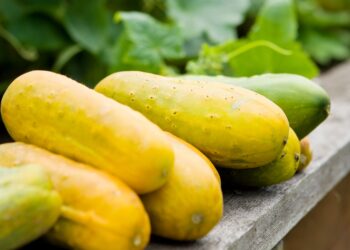 काँक्रोको बीउ बिक्री गरेर ६  करोड आम्दानी