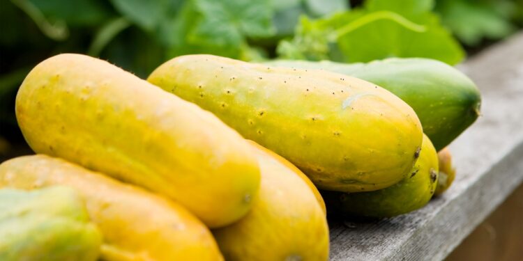 काँक्रोको बीउ बिक्री गरेर ६  करोड आम्दानी