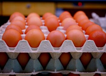 भाेलि देखि अण्डाको मूल्य बढ्ने