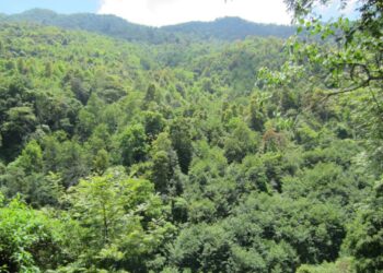 सोलुमा ६ दशमलव ४५ हेक्टर वन क्षेत्र अतिक्रमणको चपेटामा