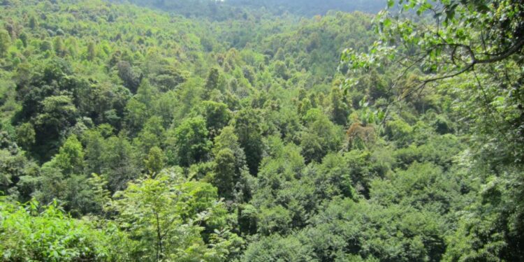 सोलुमा ६ दशमलव ४५ हेक्टर वन क्षेत्र अतिक्रमणको चपेटामा