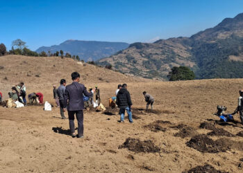 छितापोखरीको बाँझो जग्गामा सामूहिक आलुखेती, सरकारको १५ लाख बजेट