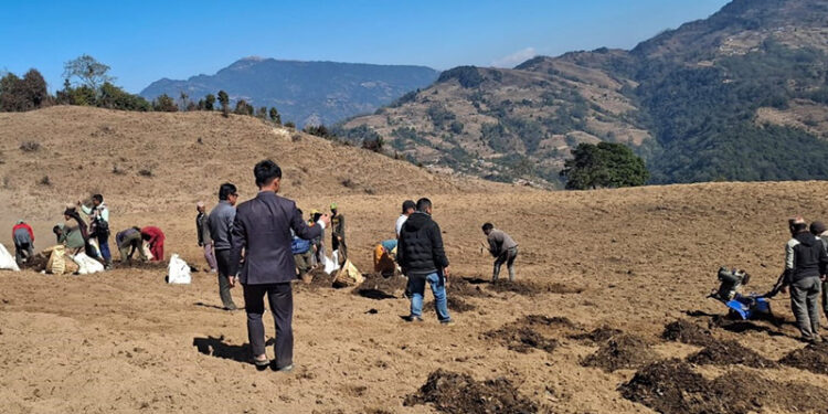 छितापोखरीको बाँझो जग्गामा सामूहिक आलुखेती, सरकारको १५ लाख बजेट