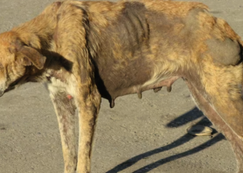 रेविज लागेर मरेका जनावरको मासु बेच्ने २ जना स्याङ्जाली प्रकाउ