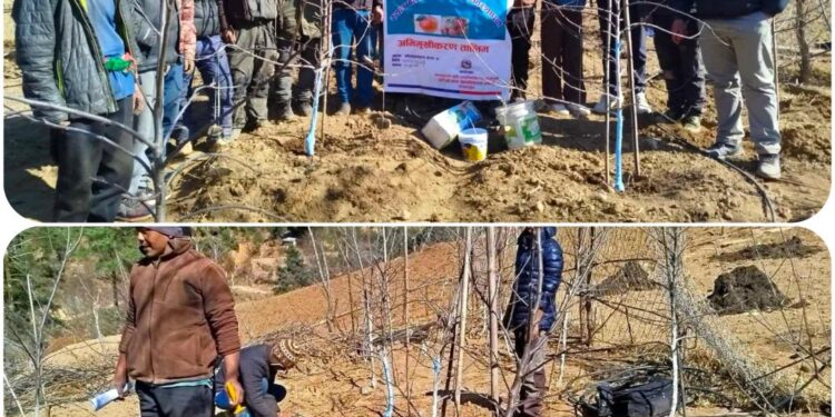 गोराखानीका कृषकलाई “ स्याउ बगैँचा सुढृदिकरण तथा व्यवस्थापन” तालिम