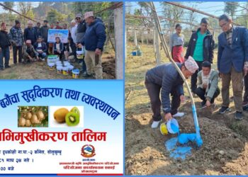 प्रधानमन्त्री कृषि आधुनिकीकरण ओखलढुंगााको आयोजनामा किवी सम्बन्धी तालिम सम्पन्न