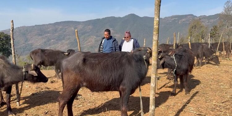 दिक्तेल रुपाकोटका किसानलाई ४ सय उन्नत जातका राँगा