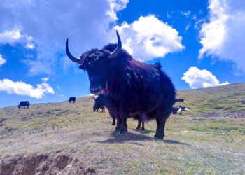  सोलुखुम्बुमा दोश्रो पिके चौँरी पर्यटन महोत्सव हुँदै 