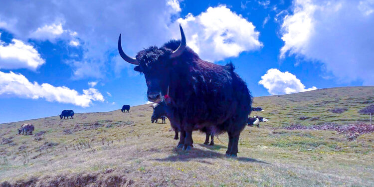  सोलुखुम्बुमा दोश्रो पिके चौँरी पर्यटन महोत्सव हुँदै 