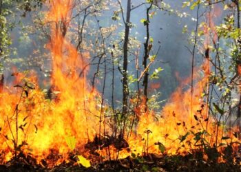 खोटाङका २० वटा वडा डढेलोको उच्च जाखिममा