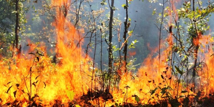 खोटाङका २० वटा वडा डढेलोको उच्च जाखिममा