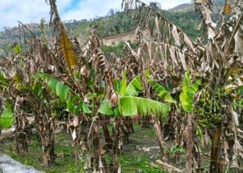 उदयपुरमा केराका बोट मर्न थालेपछि कृषक मर्कामा