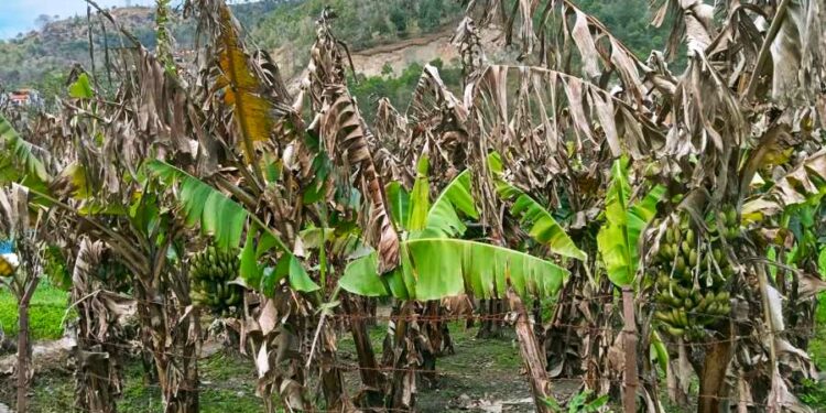 उदयपुरमा केराका बोट मर्न थालेपछि कृषक मर्कामा