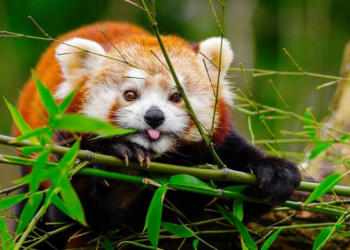 भोजपुरमा सुरु भयो ‘रेडपान्डा’ संरक्षण अभियान