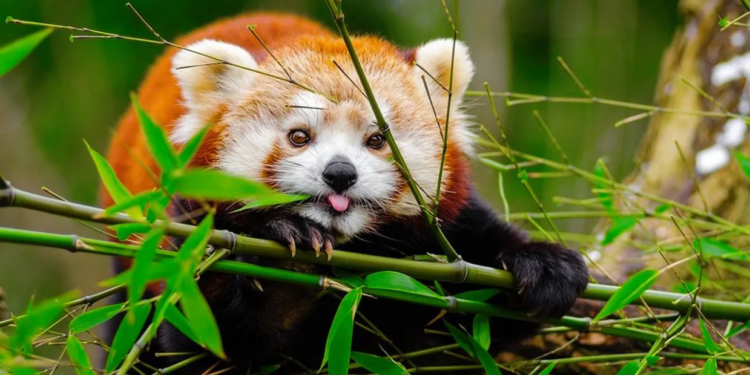 भोजपुरमा सुरु भयो ‘रेडपान्डा’ संरक्षण अभियान