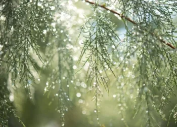 कोशी प्रदेशसँगै देशका केही स्थानमा चट्याङसहित वर्षाको सम्भावना