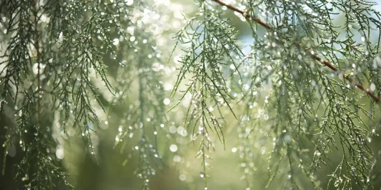 कोशी प्रदेशसँगै देशका केही स्थानमा चट्याङसहित वर्षाको सम्भावना