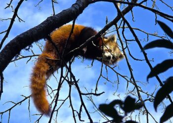 खोटाङमा रेडपाण्डा तथा थार महोत्सवको तयारी पूरा