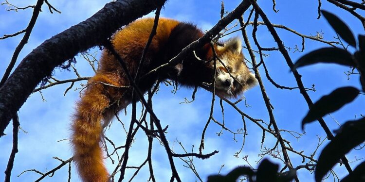 खोटाङमा रेडपाण्डा तथा थार महोत्सवको तयारी पूरा