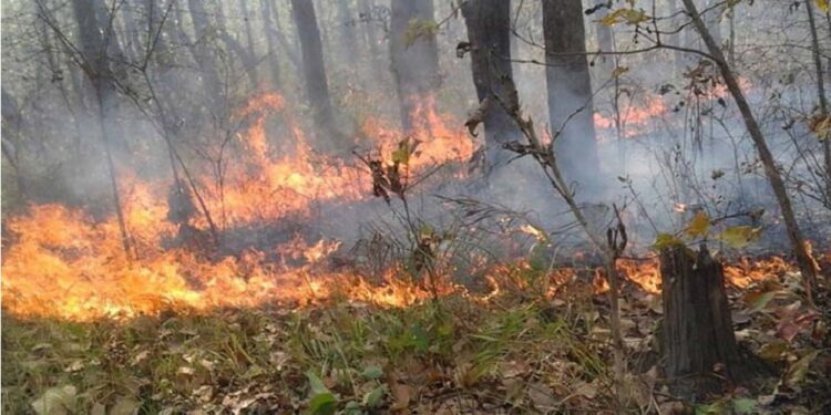 कुर्लनी श्रीचौर सामुदायिक वनमा लागेको ढडेलो दुई दिन पछि नियन्त्रणमा