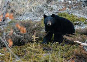 उदयपुरमा भालुको आक्रमणबाट महिला गम्भिर घाइते