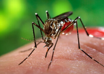 ओखलढुंगाको मानेभन्ज्याङमा लामखुट्टे नष्ट गर्ने अभियान सुरु