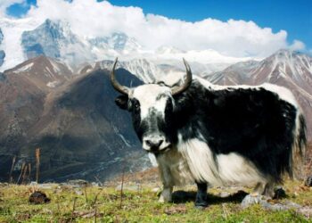 अनुवाशिंक स्रोत केन्द्र स्याङ्बुचेले ५२ औँ स्थापना दिवस मनाउदै