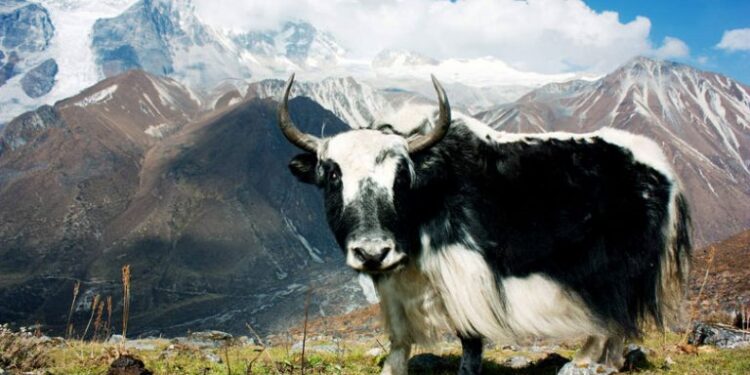 अनुवाशिंक स्रोत केन्द्र स्याङ्बुचेले ५२ औँ स्थापना दिवस मनाउदै