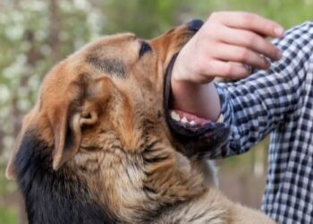 कुकुरको टोकाईबाट मोरङमा एक जनाको मृत्यु
