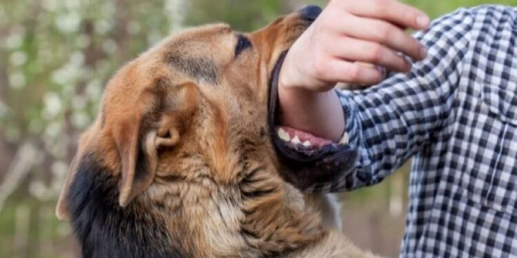 कुकुरको टोकाईबाट मोरङमा एक जनाको मृत्यु