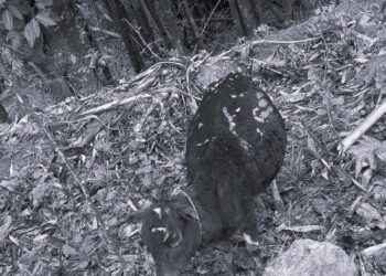 नेचासल्यान गाउँपालिकामा आगलागी, ३ वटा पशु जलेर मरे